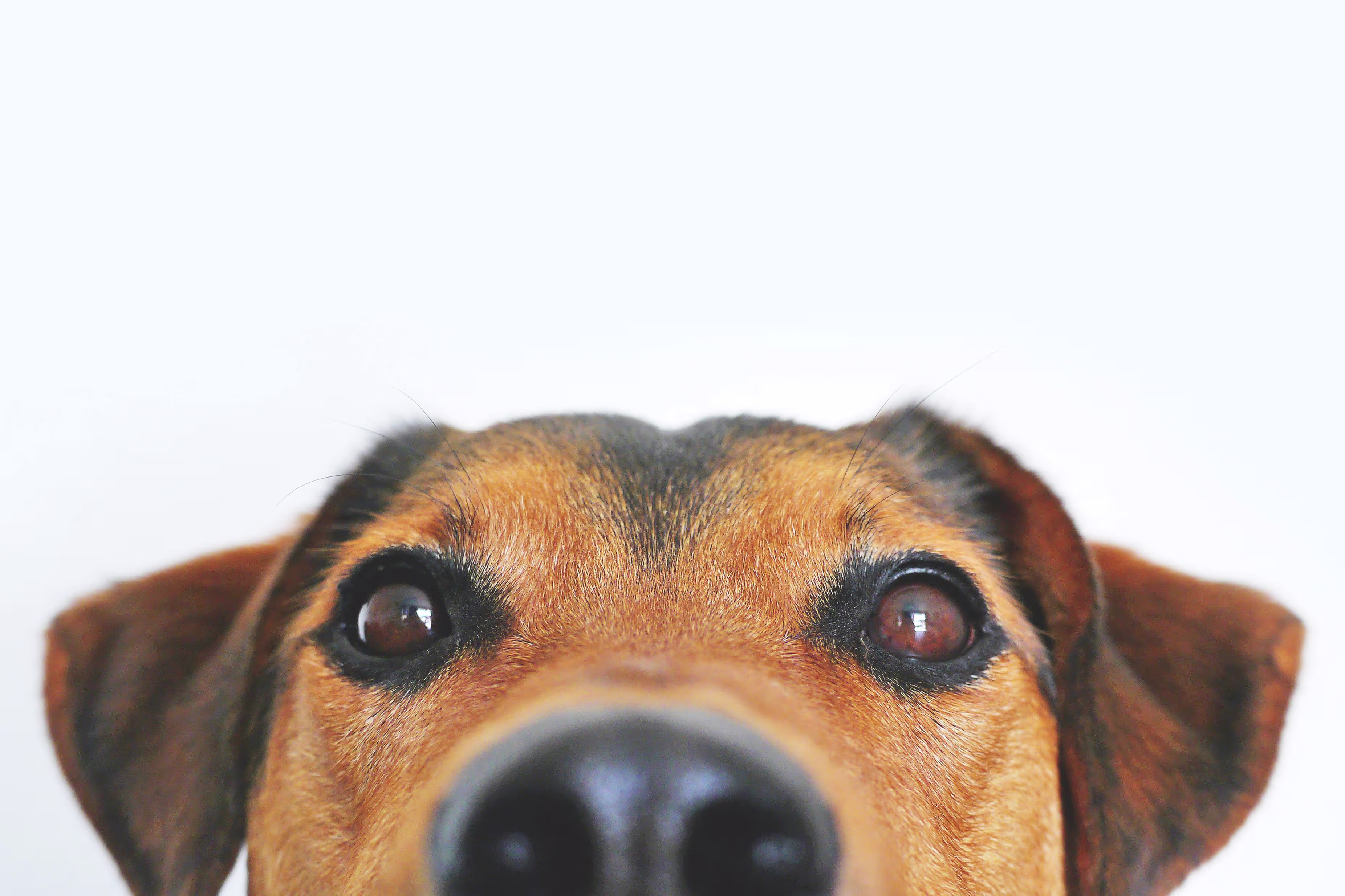 Imagen de banner de Mascotas